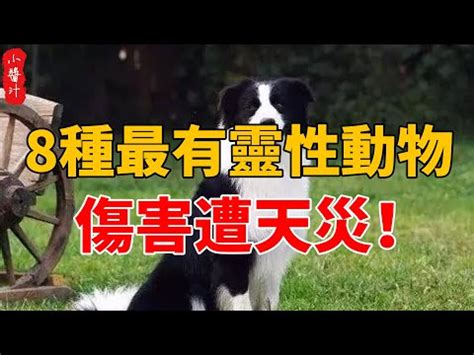 動物靈性是什麼